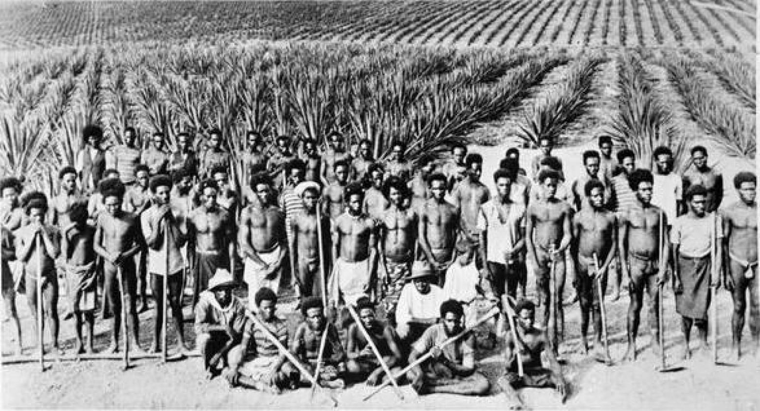 South Sea islander labourers on a Queensland pineapple plantation, 1890s